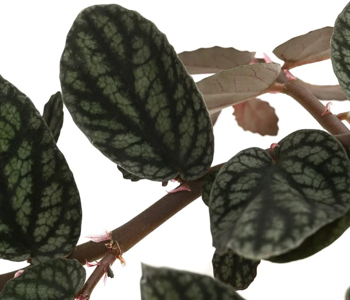 Zimmernessel - Pellionia repens