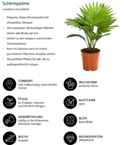 Zimmerpalmen-Set, 3-teilig
