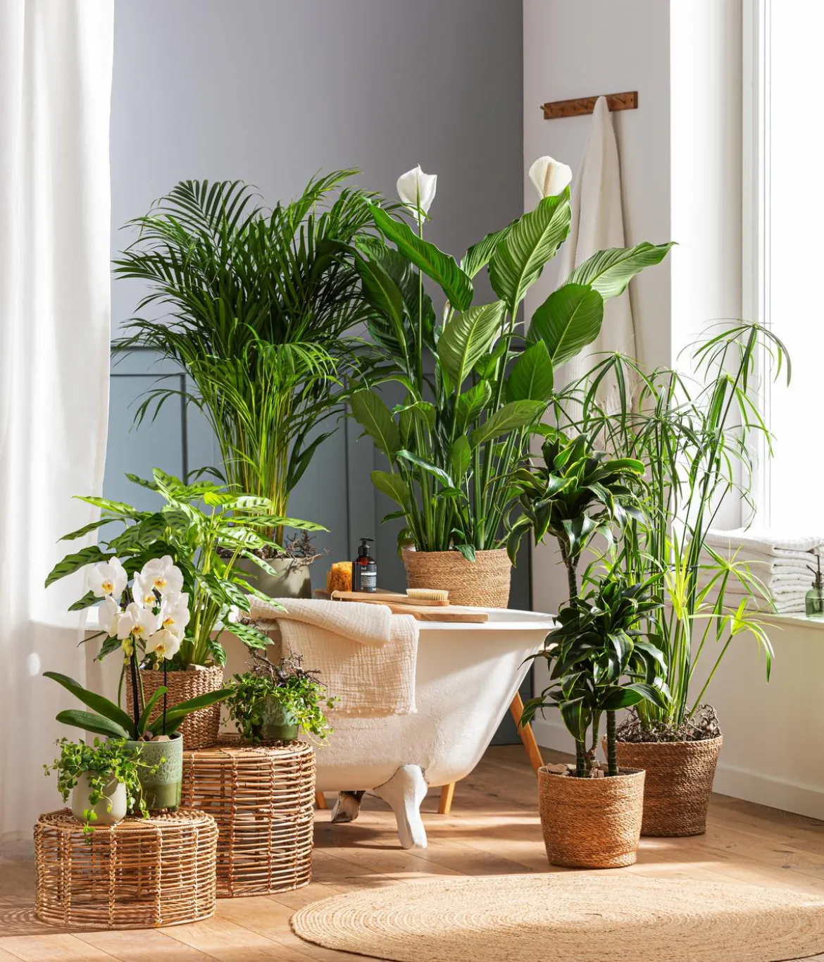 Zimmerpflanzen-Set Badezimmer, 3-teilig