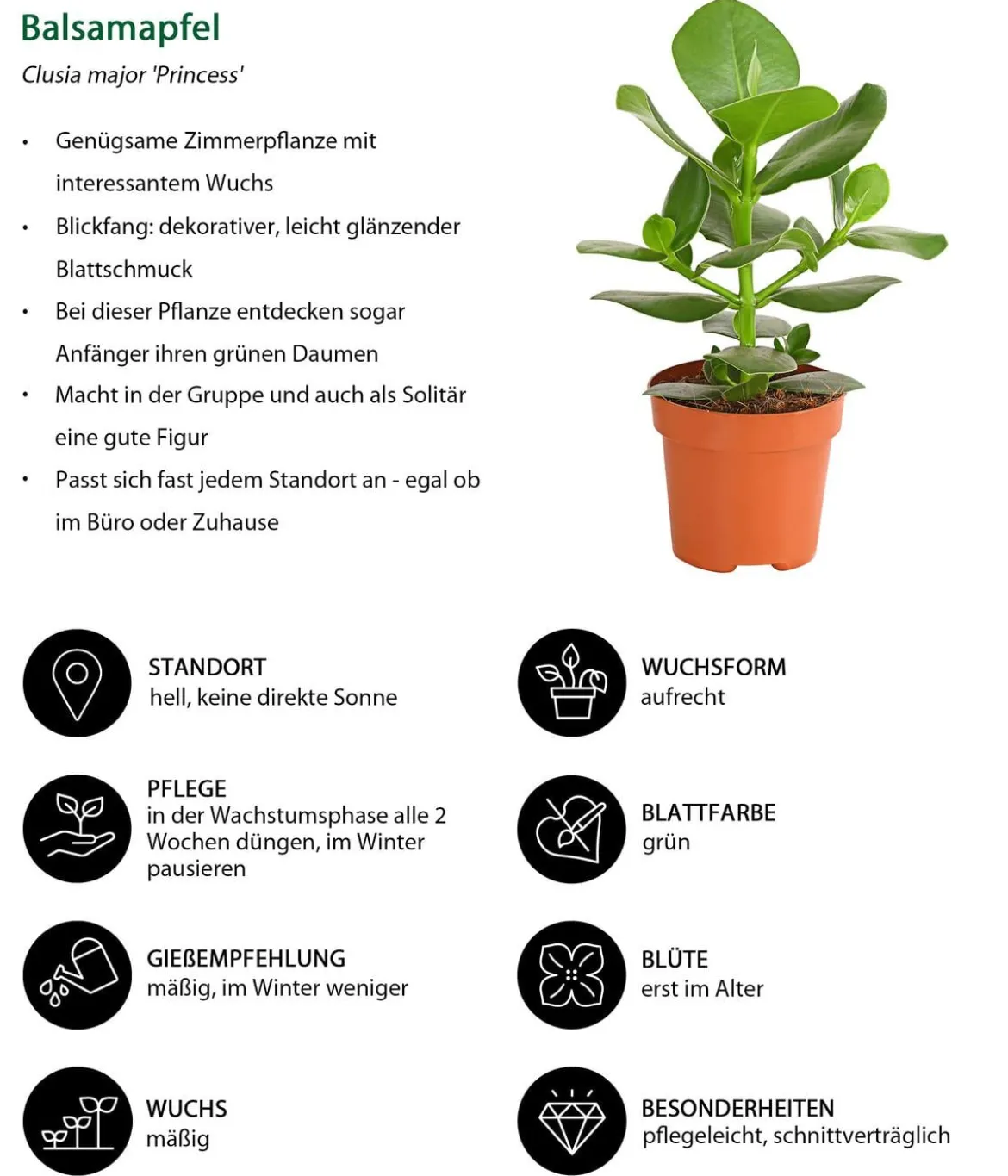 Zimmerpflanzen-Set Badezimmer, 3-teilig