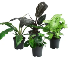 Zimmerpflanzen-Set Blattschmuck, 4-teilig