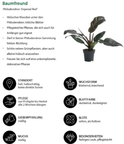 Zimmerpflanzen-Set Blattschmuck, 4-teilig