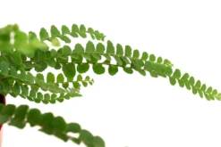 Zimmerpflanzen-Set Botanical Charm, 4-teilig