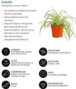 Zimmerpflanzen-Set Botanical Charm, 4-teilig