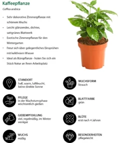 Zimmerpflanzen-Set Botanical Charm, 4-teilig