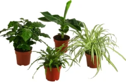 Zimmerpflanzen-Set Botanical Charm, 4-teilig