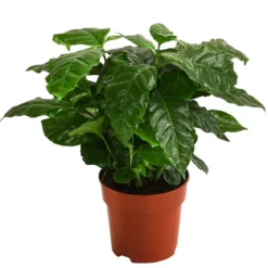Zimmerpflanzen-Set Botanical Charm, 4-teilig