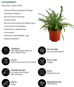 Zimmerpflanzen-Set Botanical Charm, 4-teilig