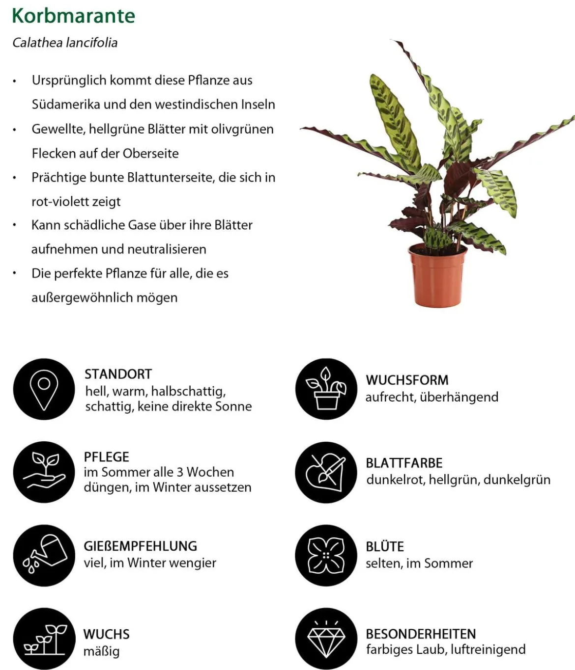Zimmerpflanzen-Set Call Of Beauty, 3-teilig