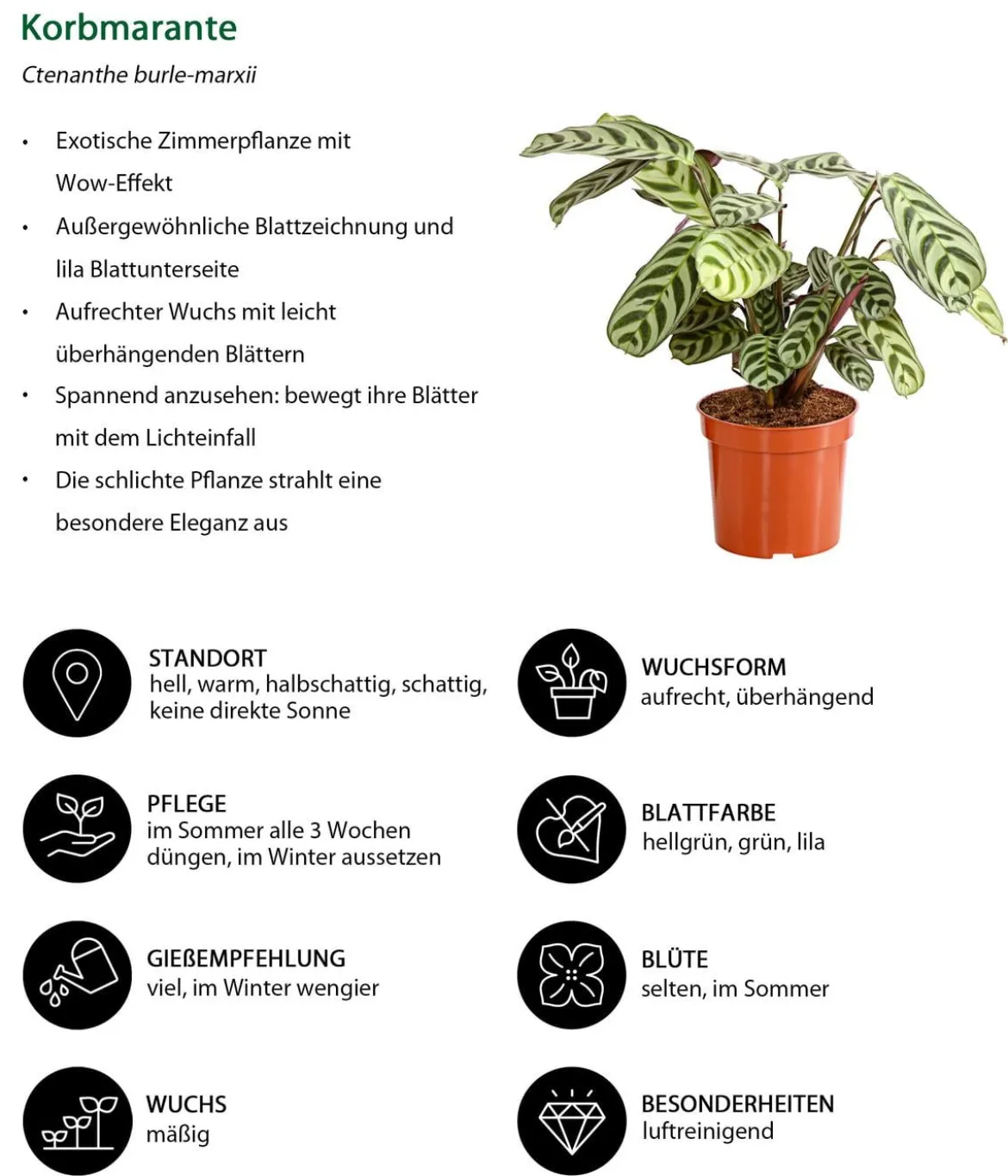 Zimmerpflanzen-Set Call Of Beauty, 3-teilig