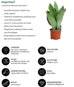 Zimmerpflanzen-Set Diamonds 4-teilig