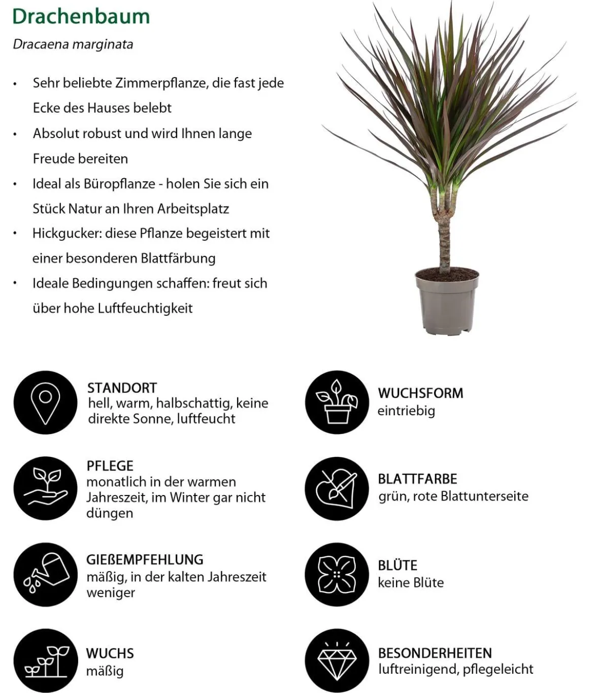 Zimmerpflanzen-Set Drachenhöhle, 4-teilig