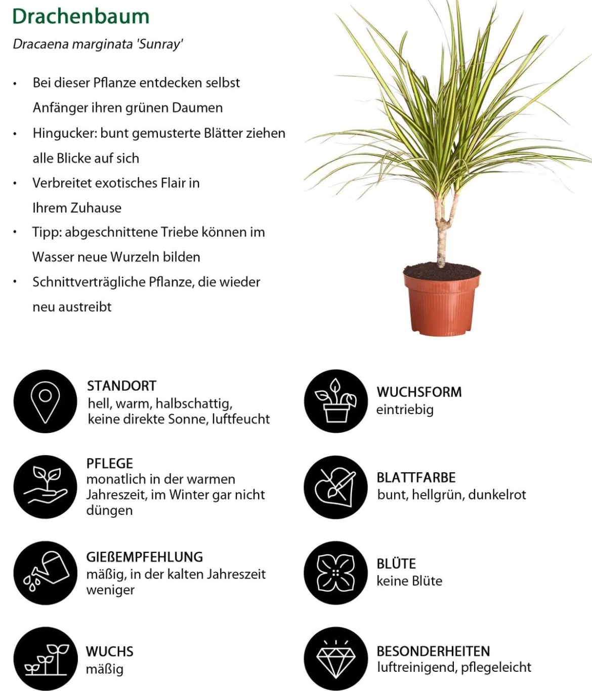 Zimmerpflanzen-Set Drachenhöhle, 4-teilig
