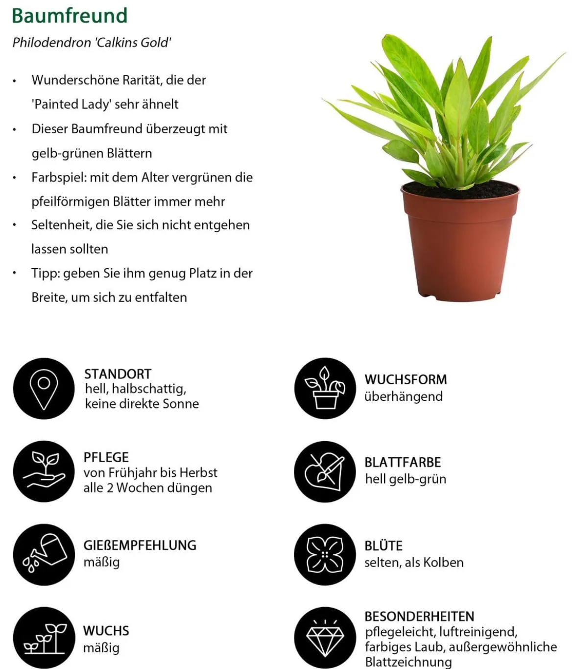 Zimmerpflanzen-Set Dschungel Feeling, 6-teilig