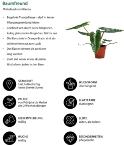 Zimmerpflanzen-Set Dschungel Feeling, 6-teilig