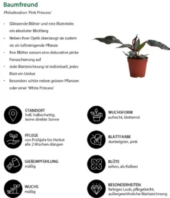 Zimmerpflanzen-Set Dschungel Feeling, 6-teilig