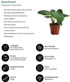 Zimmerpflanzen-Set Dschungel Feeling, 6-teilig