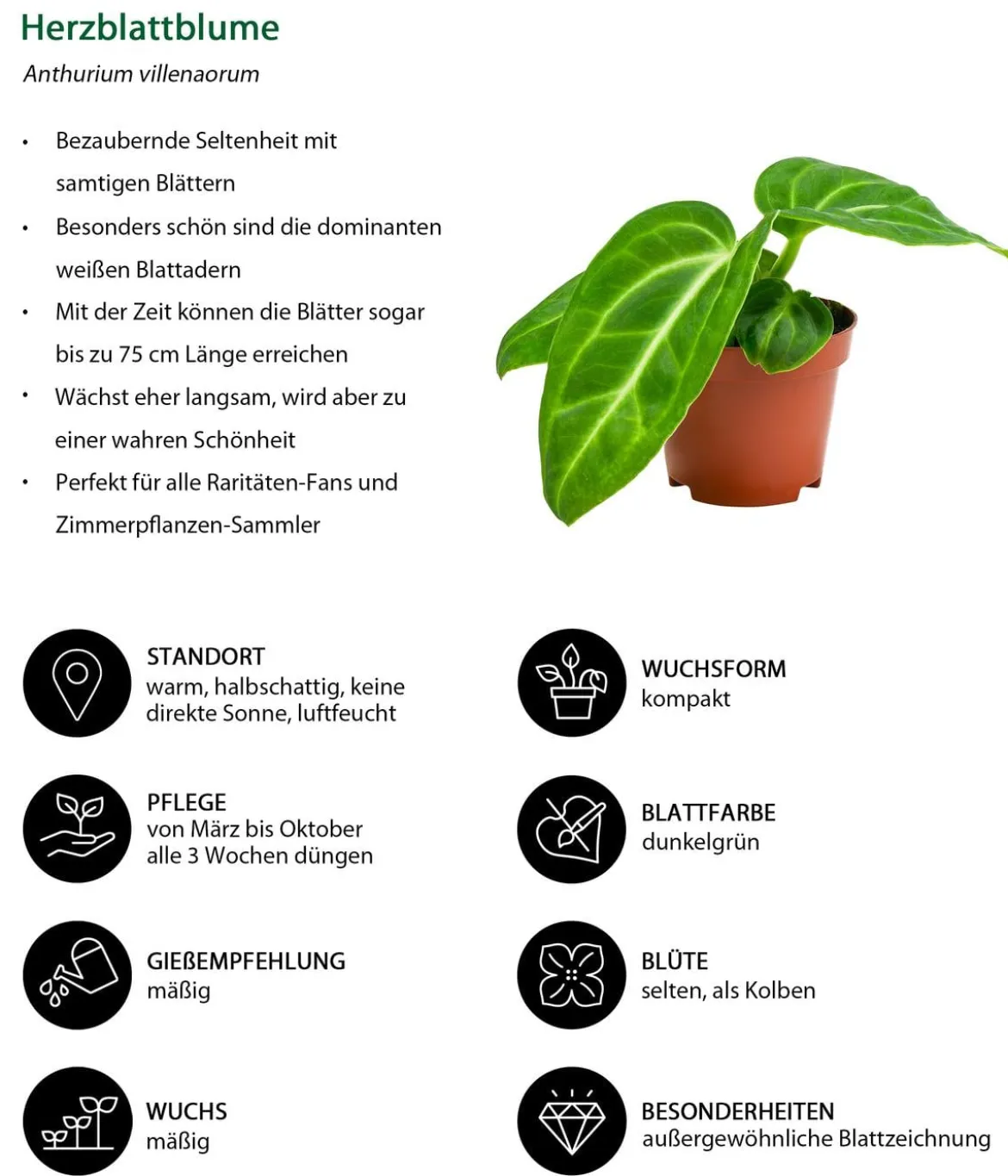 Zimmerpflanzen-Set Dschungelträume, 3-teilig