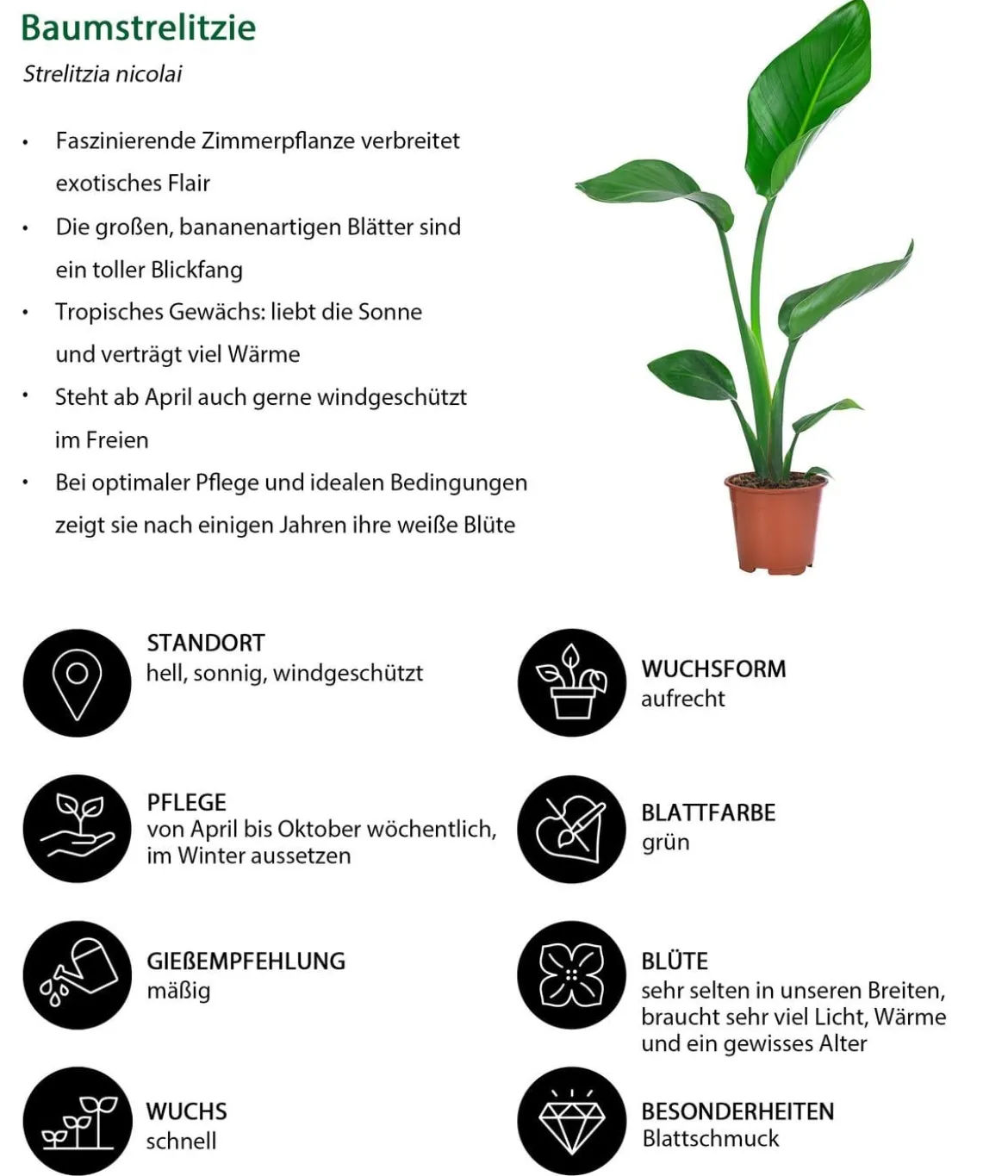 Zimmerpflanzen-Set Grüne Blätter, 4-teilig