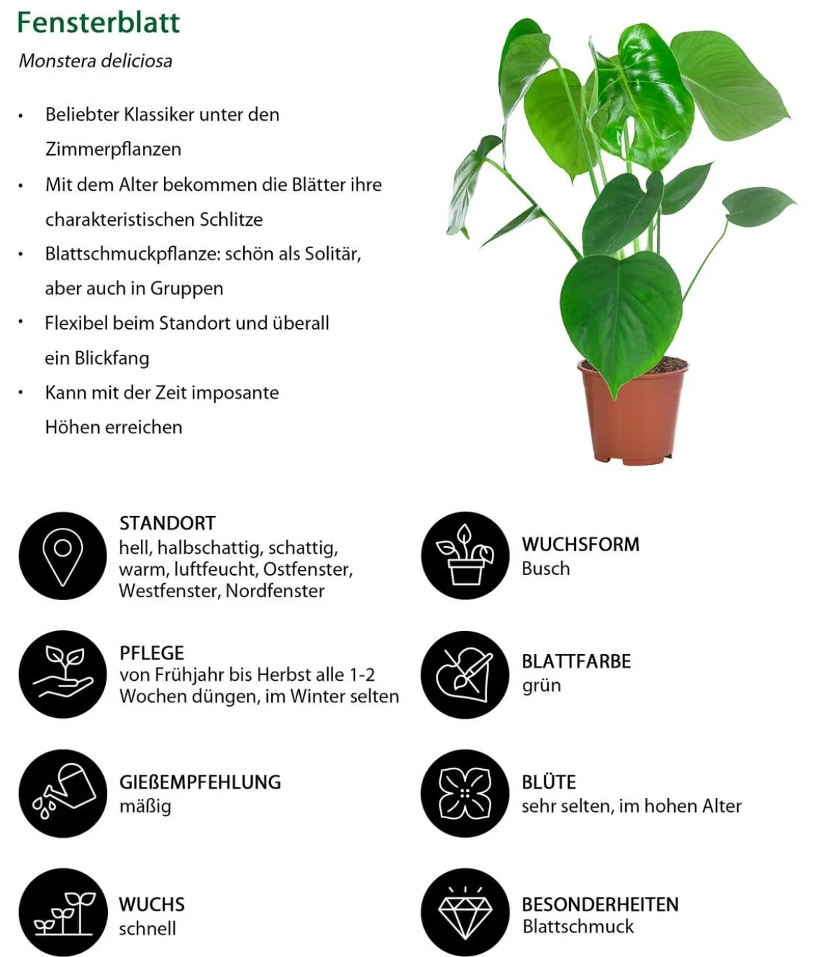 Zimmerpflanzen-Set Grüne Blätter, 4-teilig