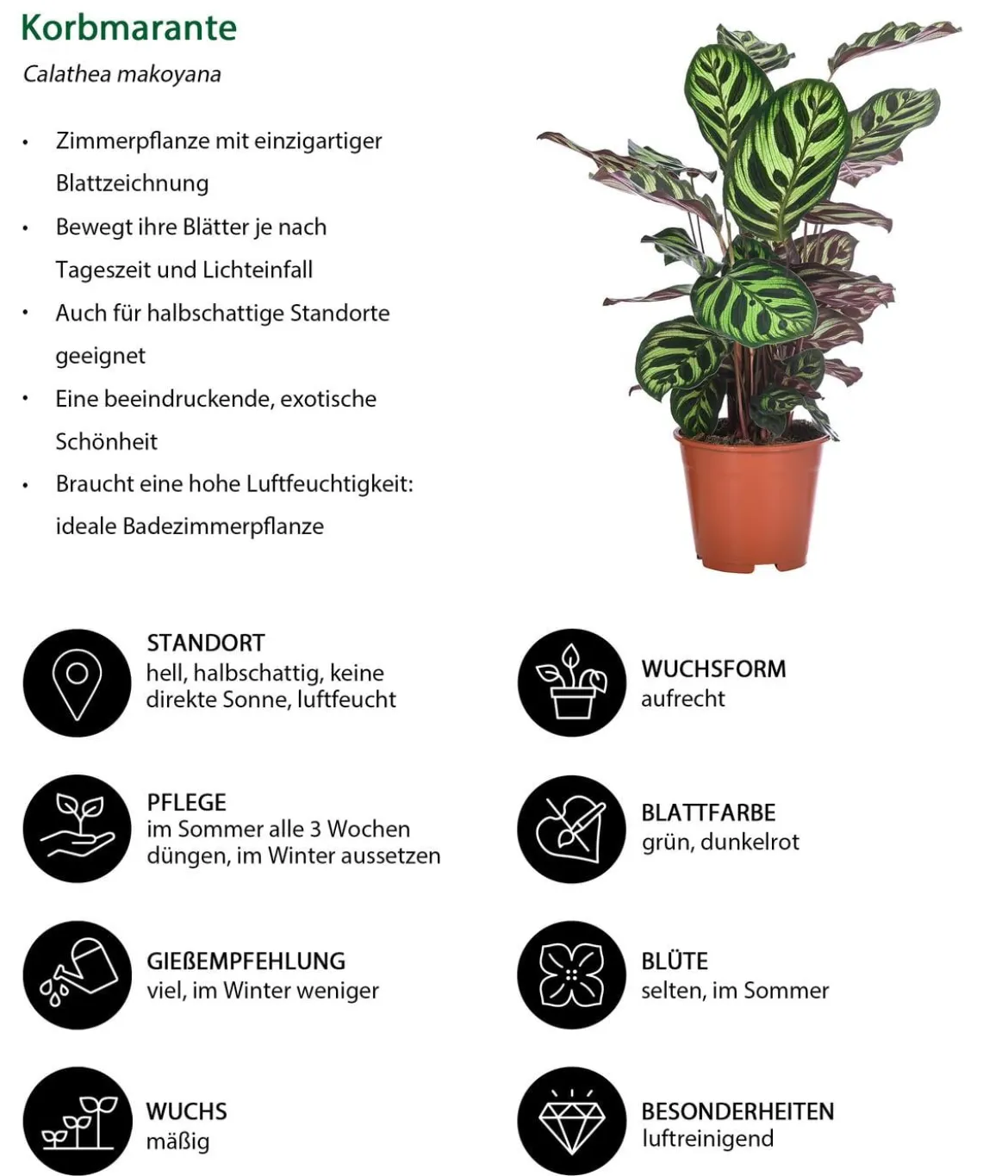 Zimmerpflanzen-Set Grüne Blätter, 4-teilig
