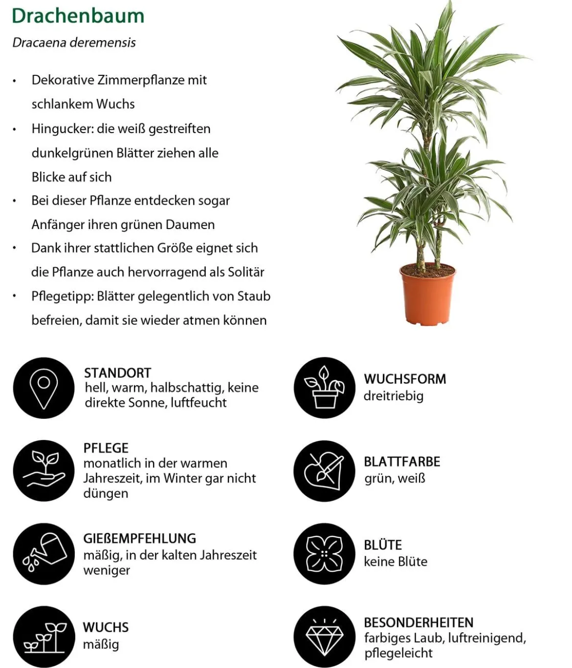 Zimmerpflanzen-Set Grüner leben, 4-teilig