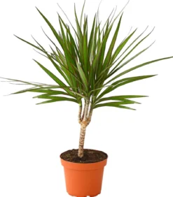 Zimmerpflanzen-Set Grünpflanzen, 3-teilig