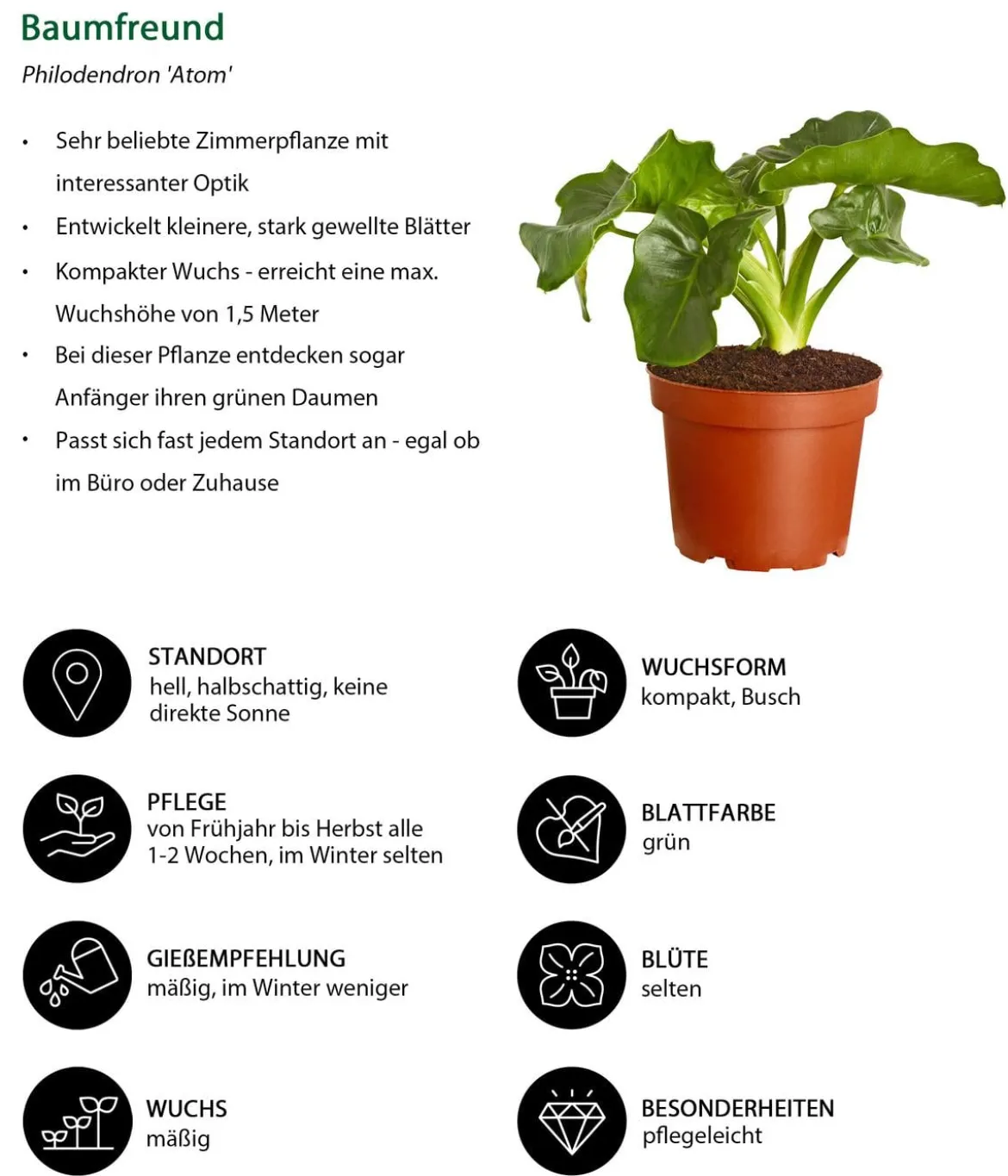 Zimmerpflanzen-Set Grün Starter, 3-teilig