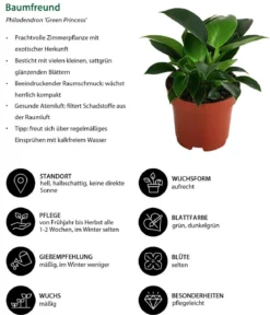 Zimmerpflanzen-Set Grün Starter, 3-teilig