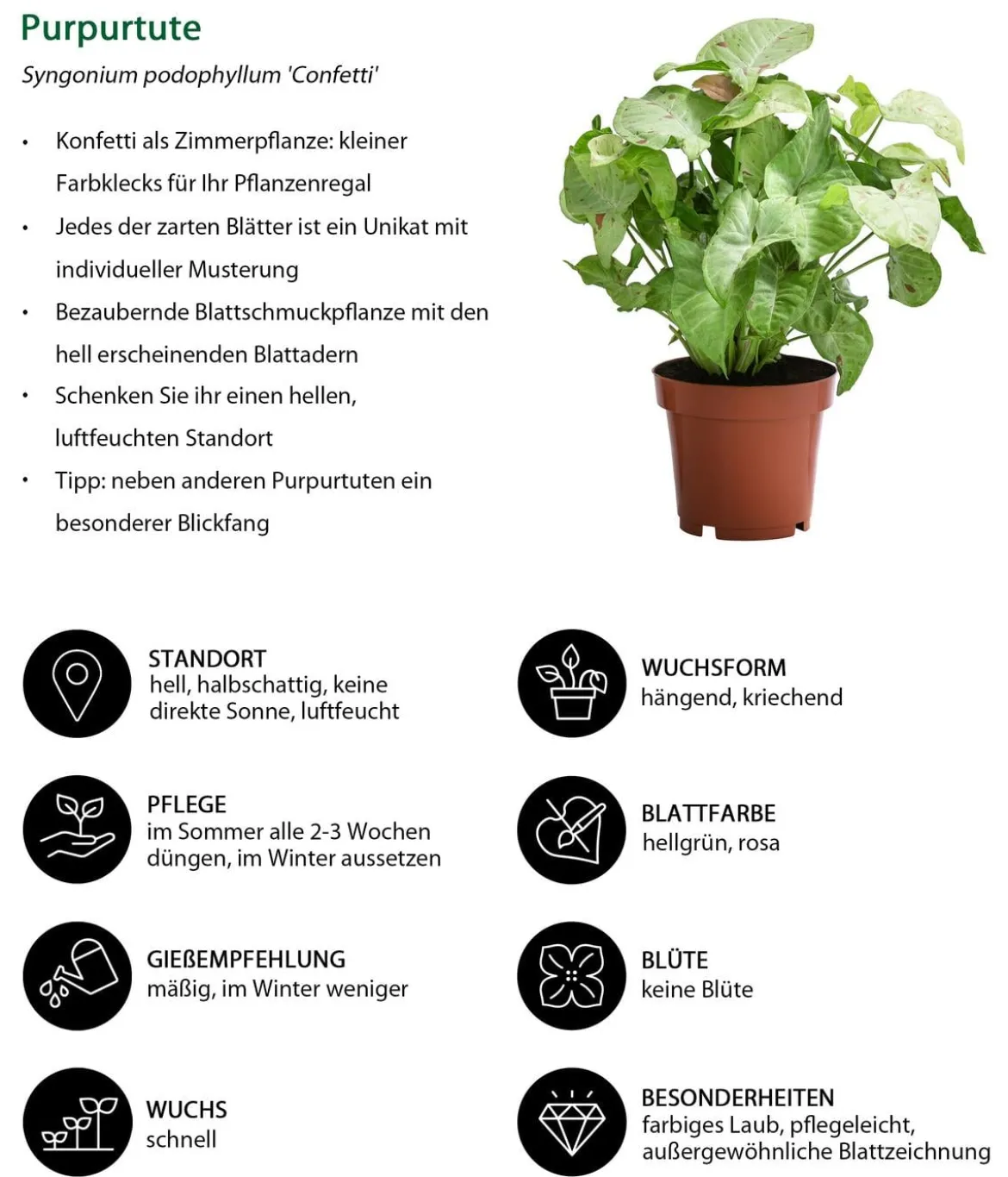Zimmerpflanzen-Set Gute Laune, 4-teilig