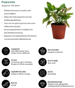 Zimmerpflanzen-Set Gute Laune, 4-teilig