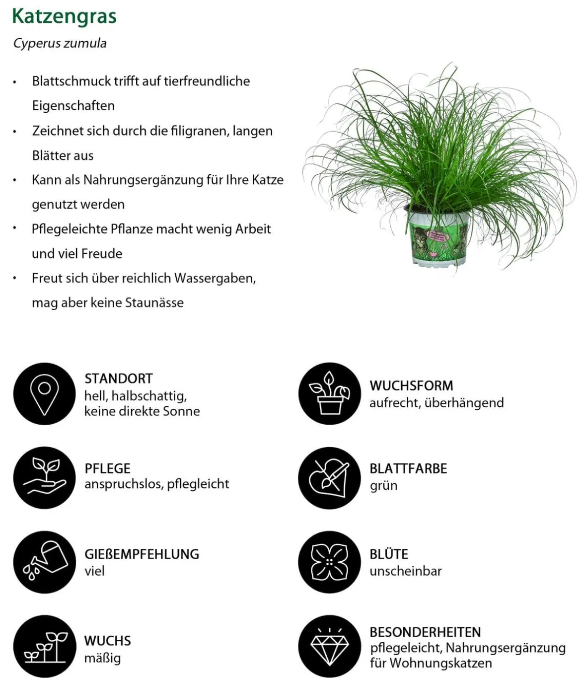Zimmerpflanzen-Set Heimtierlieblinge, 3-teilig