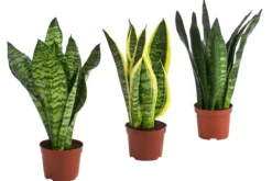 Zimmerpflanzen-Set I Will Survive, 3-teilig