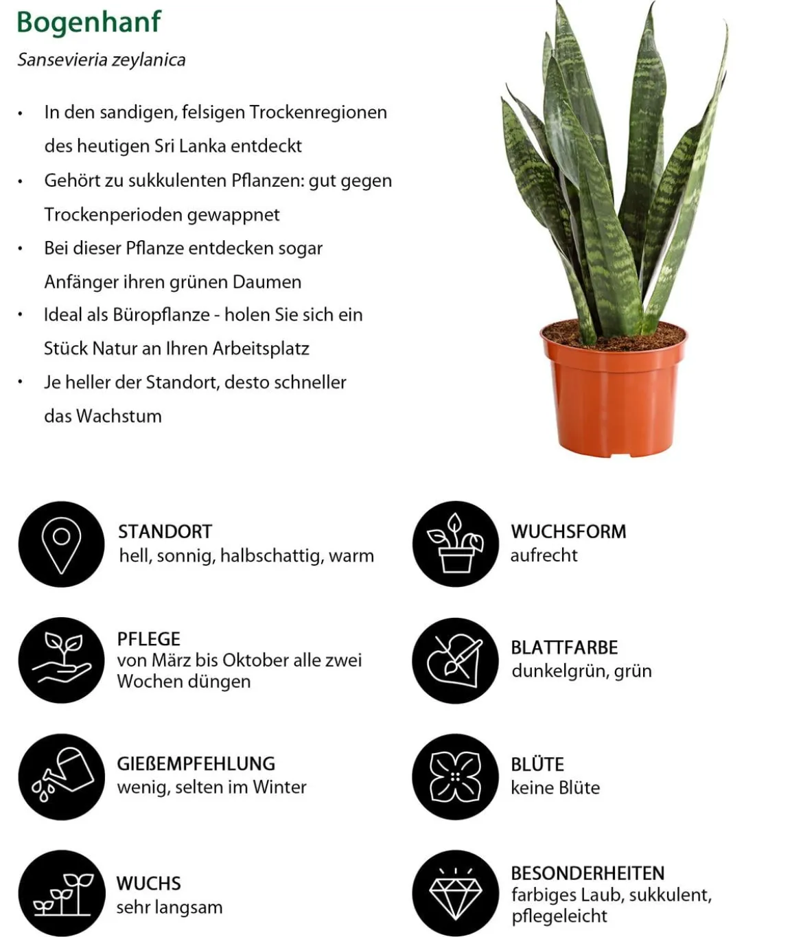 Zimmerpflanzen-Set I Will Survive, 3-teilig