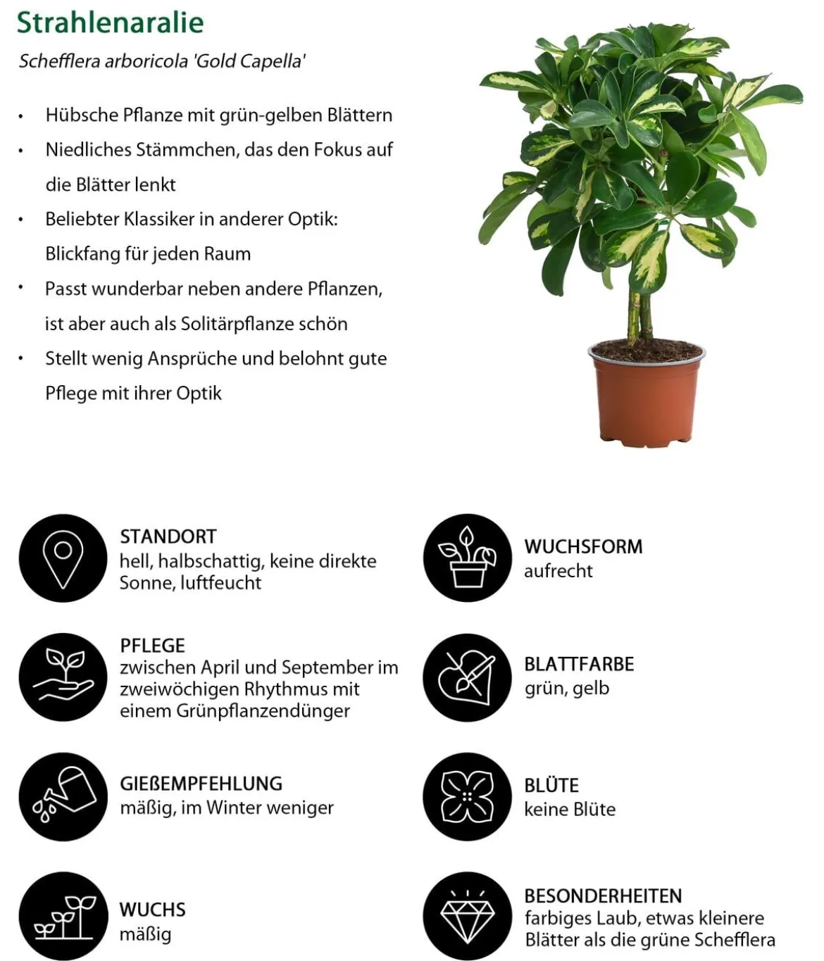 Zimmerpflanzen-Set Kleine Stämmchen 4-teilig
