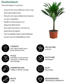 Zimmerpflanzen-Set Kleine Stämmchen 4-teilig