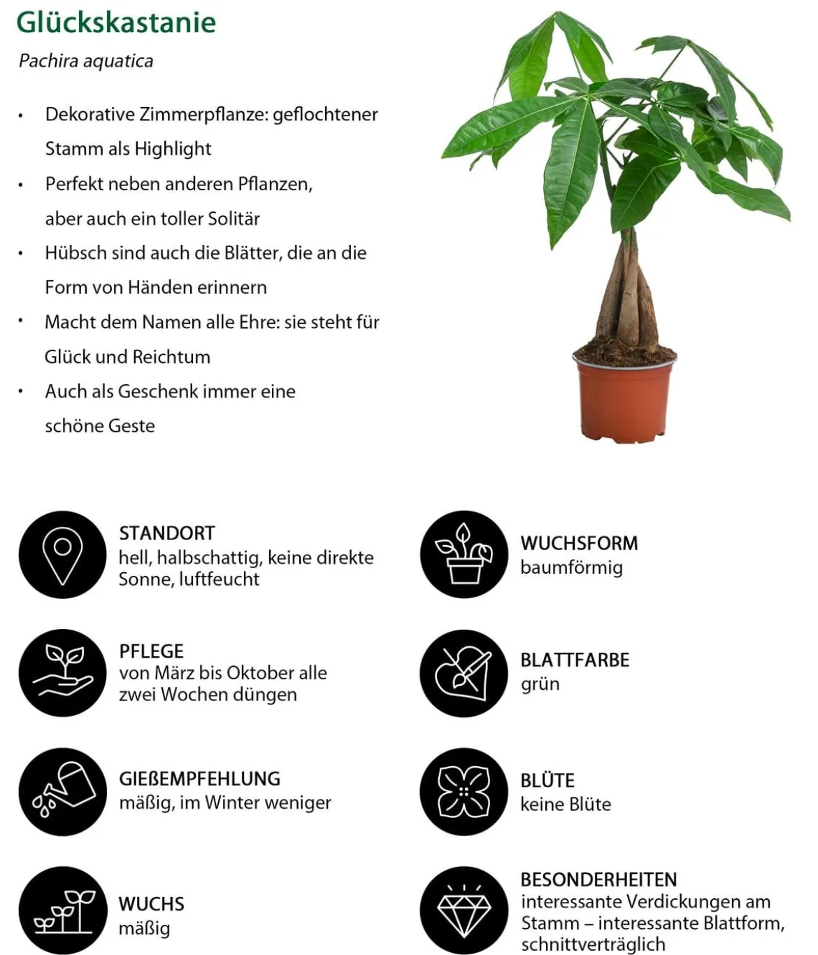 Zimmerpflanzen-Set Kleine Stämmchen 4-teilig