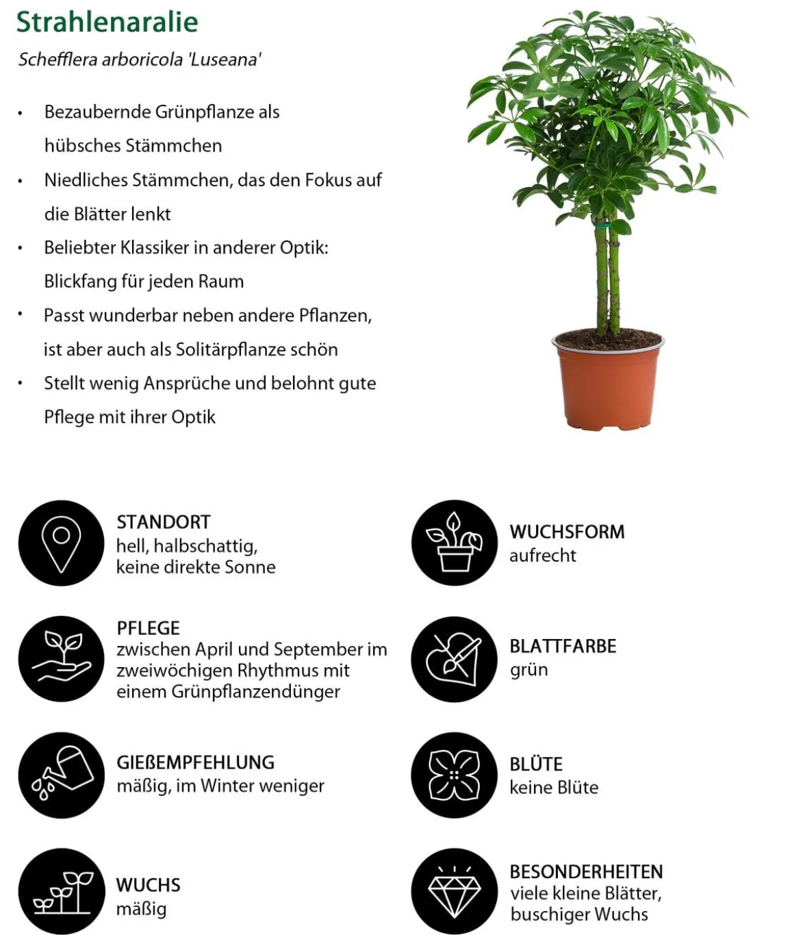 Zimmerpflanzen-Set Kleine Stämmchen 4-teilig