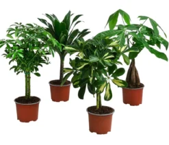 Zimmerpflanzen-Set Kleine Stämmchen 4-teilig