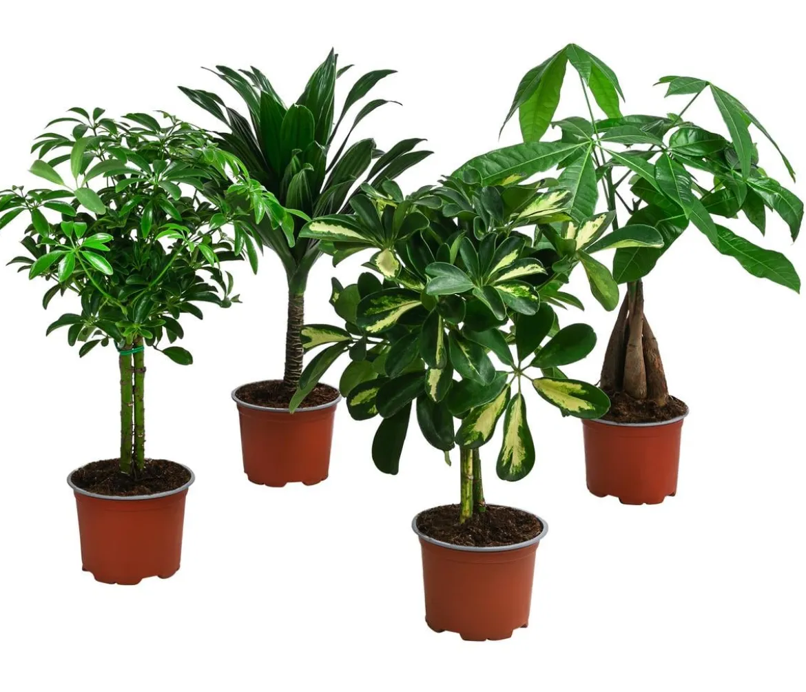 Zimmerpflanzen-Set Kleine Stämmchen 4-teilig