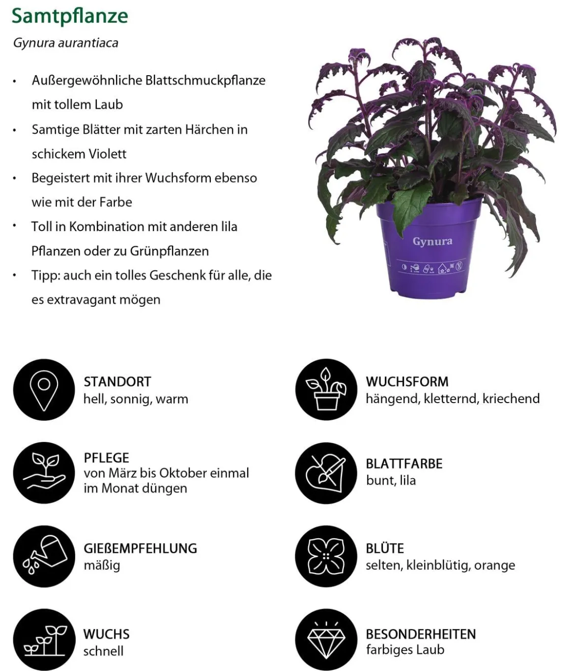 Zimmerpflanzen-Set Mystische Aura, 3-teilig