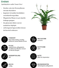 Zimmerpflanzen-Set Tief Durchatmen, 3-teilig