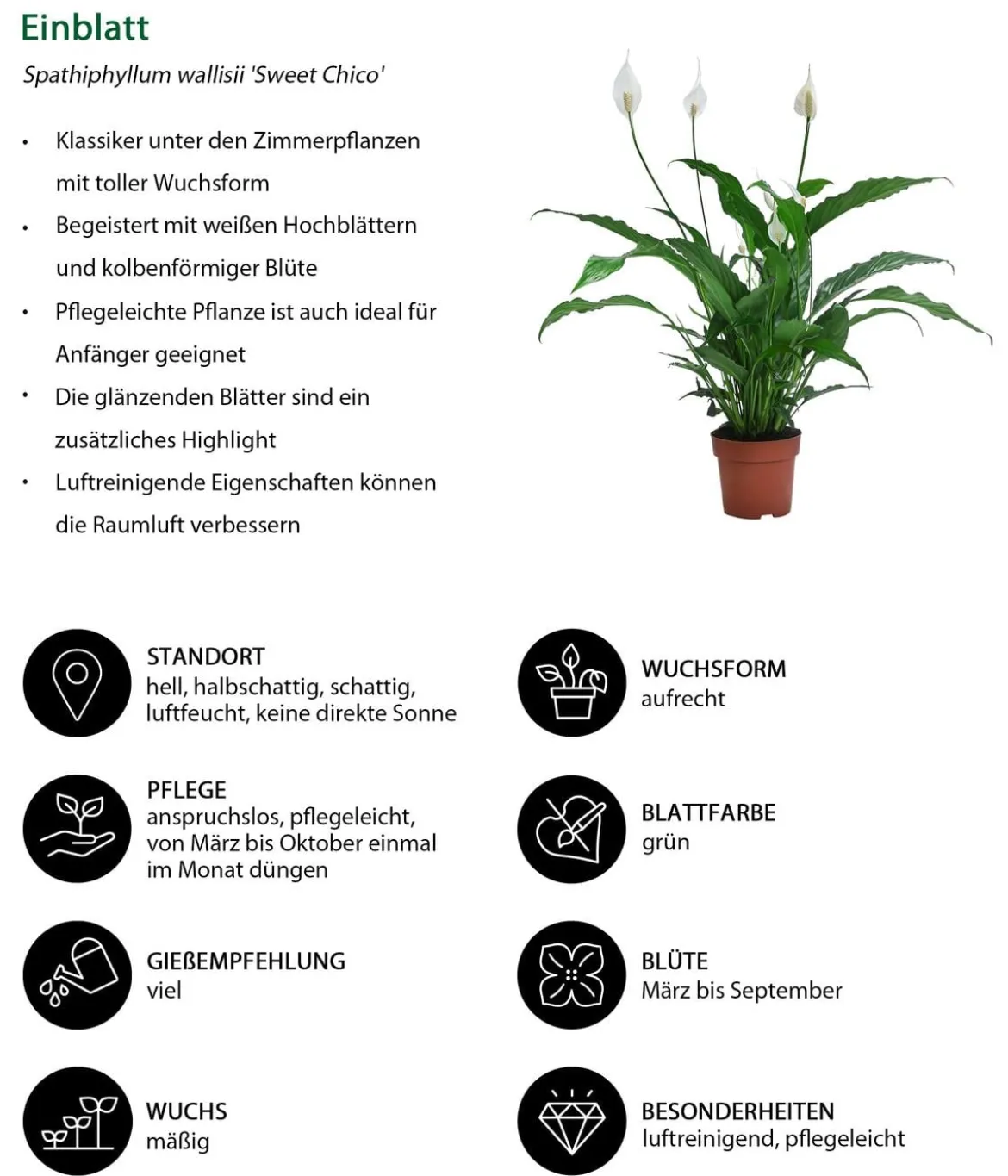 Zimmerpflanzen-Set Tief Durchatmen, 3-teilig