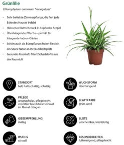 Zimmerpflanzen-Set Tief Durchatmen, 3-teilig