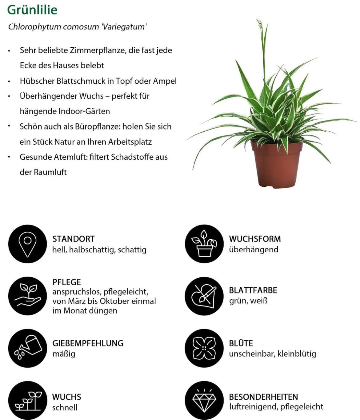 Zimmerpflanzen-Set Tief Durchatmen, 3-teilig