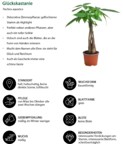 Zimmerpflanzen-Set Tropical, 5-teilig
