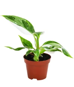Zimmerpflanzen-Set Urban Jungle, 3-teilig