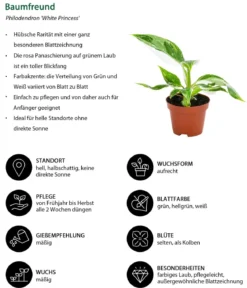 Zimmerpflanzen-Set Urban Jungle, 3-teilig