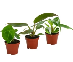 Zimmerpflanzen-Set Urban Jungle, 3-teilig