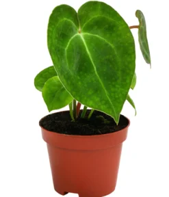 Zimmerpflanzen-Set Urban Jungle, 3-teilig